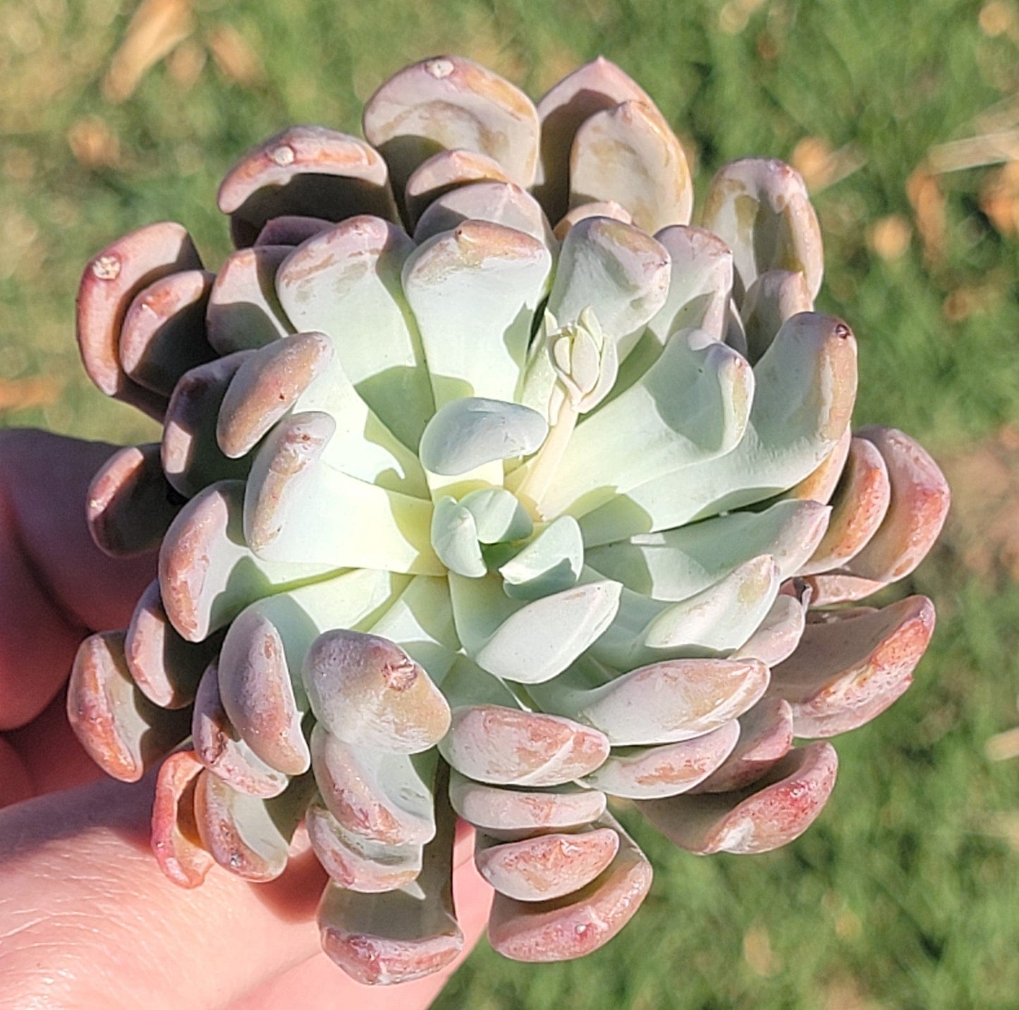 Pachyveria 'Scheideckeri Albocarinata' Var.