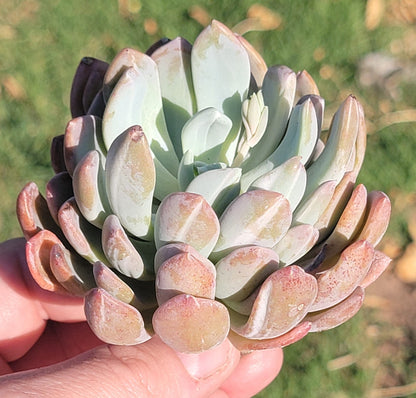 Pachyveria 'Scheideckeri Albocarinata' Var.