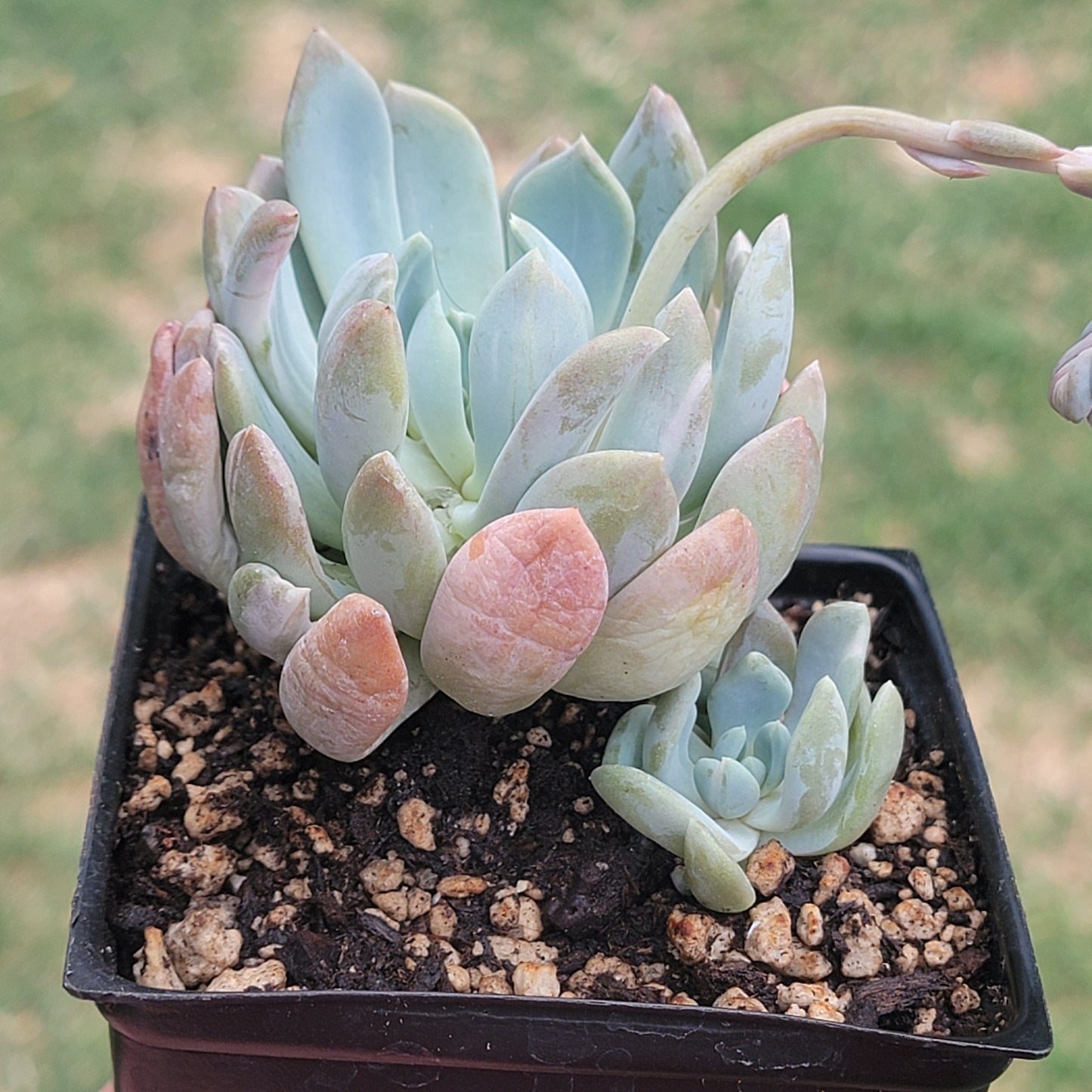 Pachyveria 'Scheideckeri Albocarinata' Var.