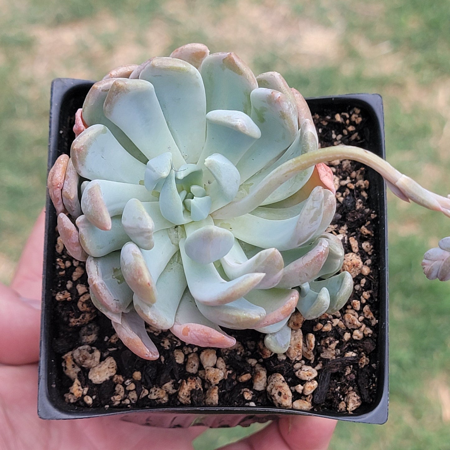 Pachyveria 'Scheideckeri Albocarinata' Var.