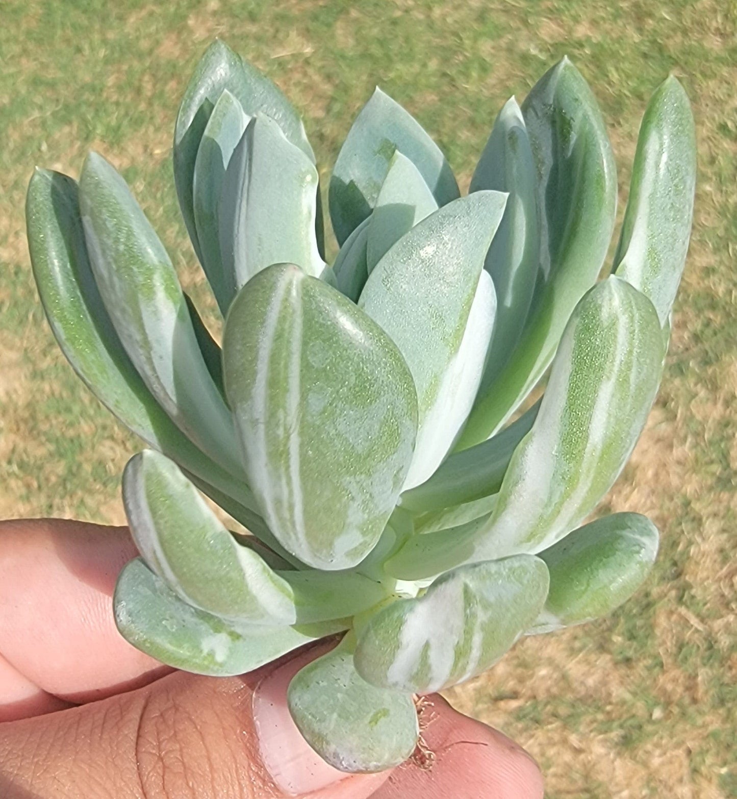 Pachyveria X Abigarrada