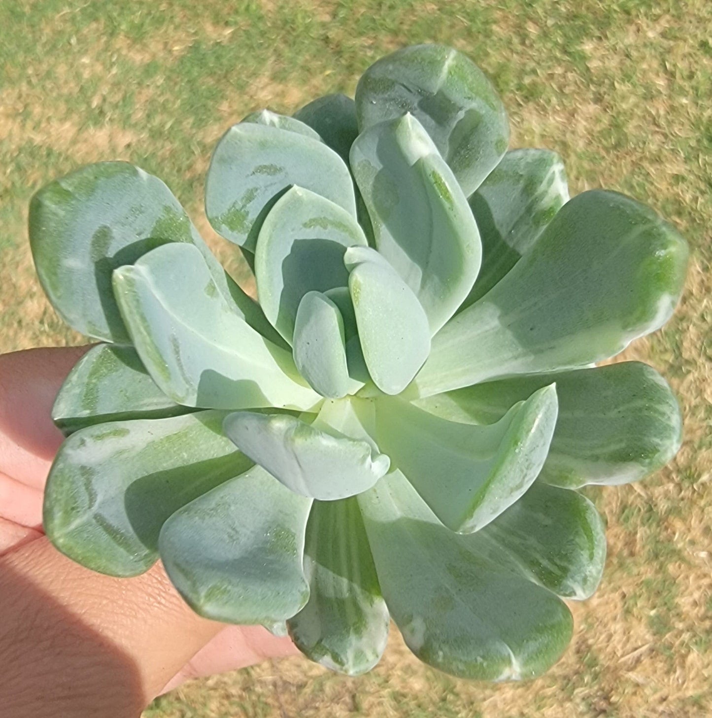 Pachyveria X Abigarrada