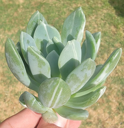 Pachyveria X Variegated