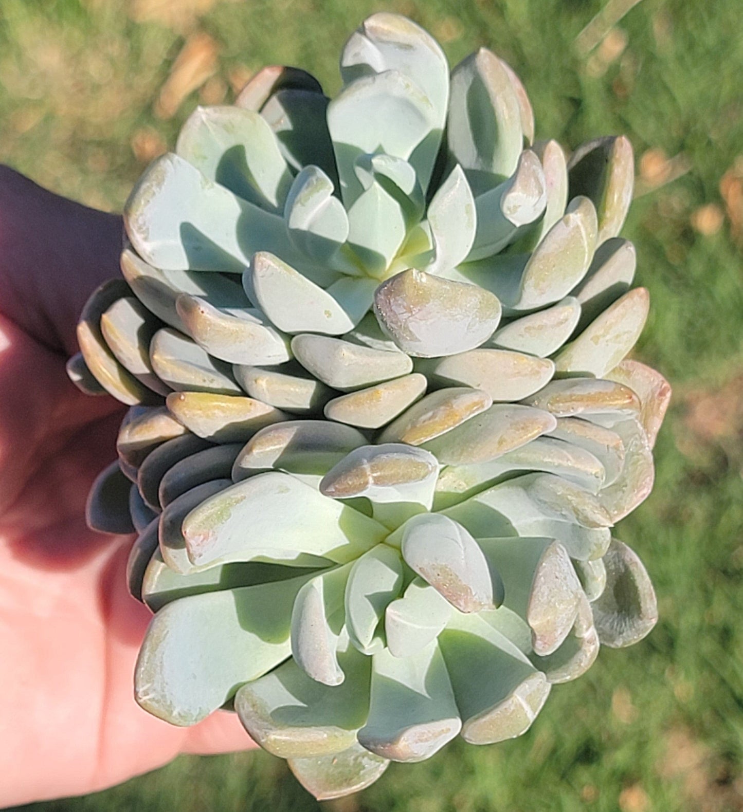 Pachyveria X Variegated