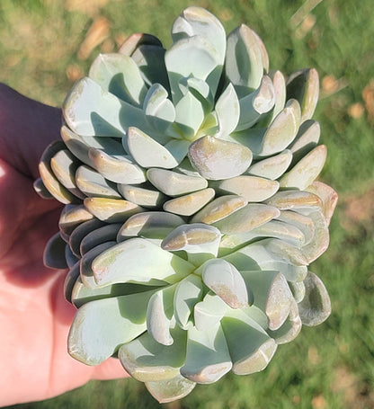 Pachyveria X Panaché