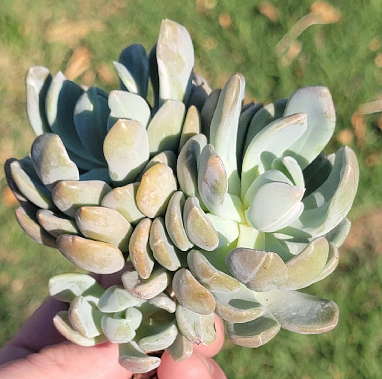 Pachyveria X Abigarrada