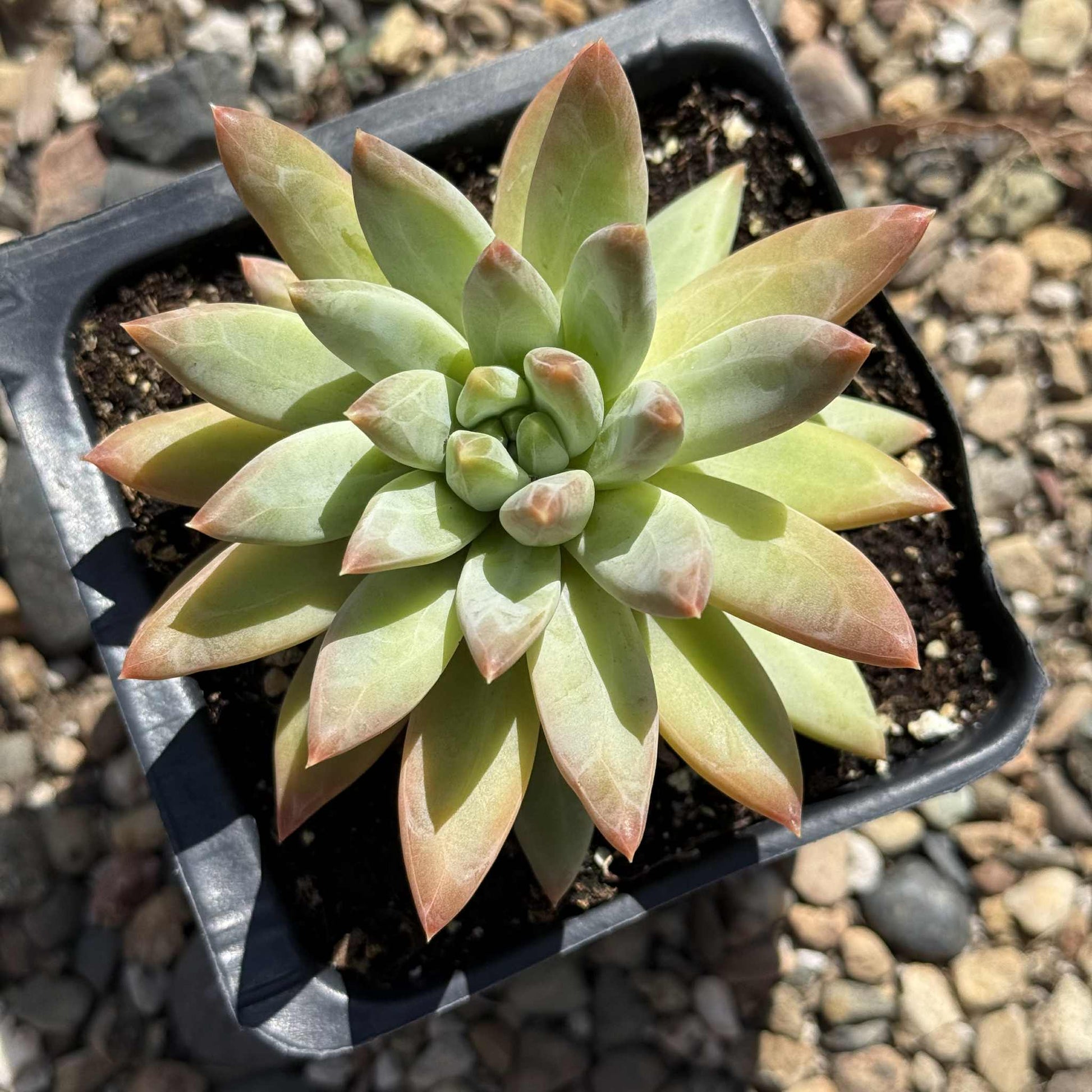 Pachyveria 'Yvonne' - 4 Inch Assorted - Succulent - DesertScapeSucculent