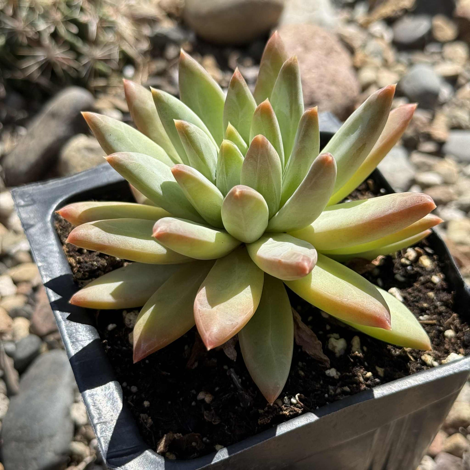 Pachyveria 'Yvonne' - 4 Inch Assorted - Succulent - DesertScapeSucculent