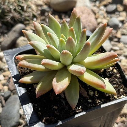 Pachyveria 'Yvonne' - 4 Inch Assorted - Succulent - DesertScapeSucculent