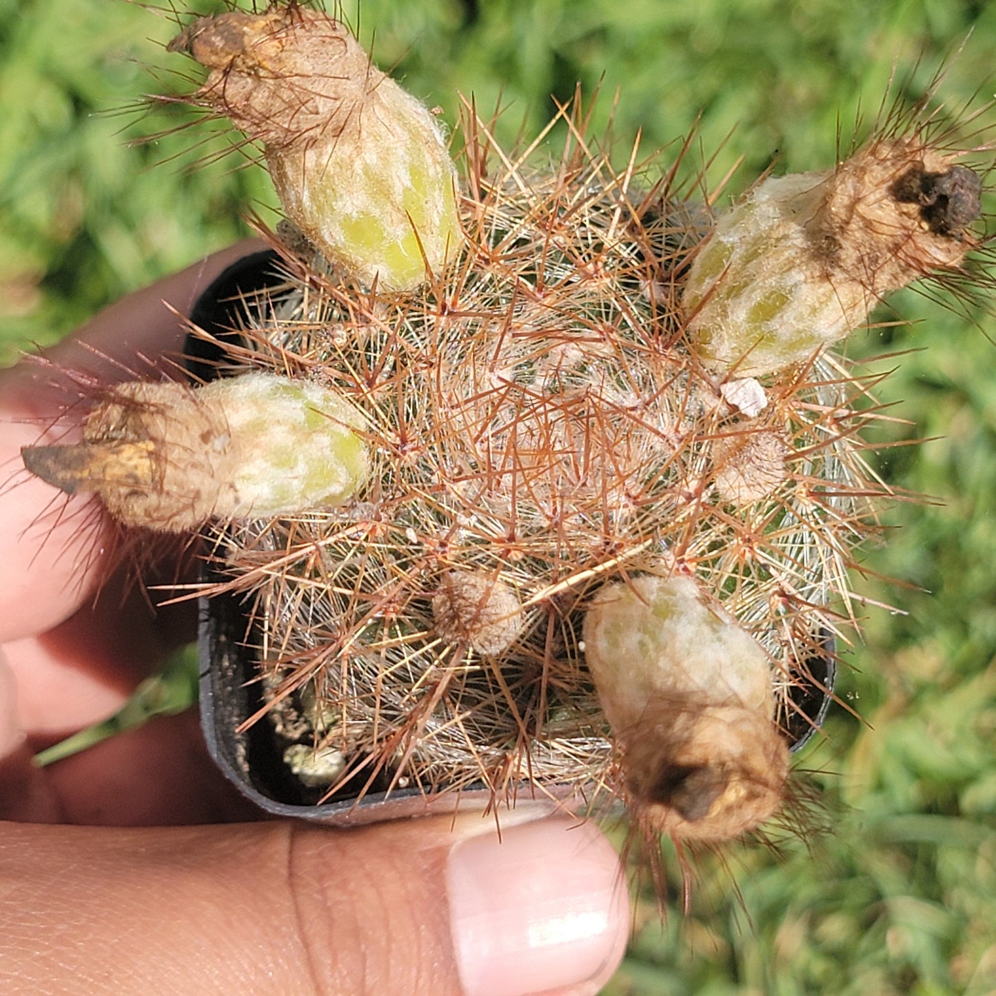 Parodia erubescens