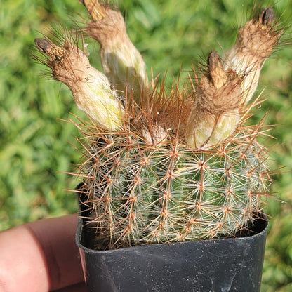 Parodia erubescens