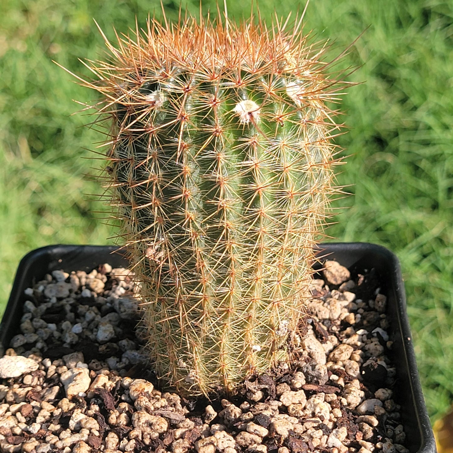 Parodia erubescens