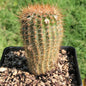 Parodia erubescens - 6 Inch Assorted - Cactus - DesertScapeSucculent