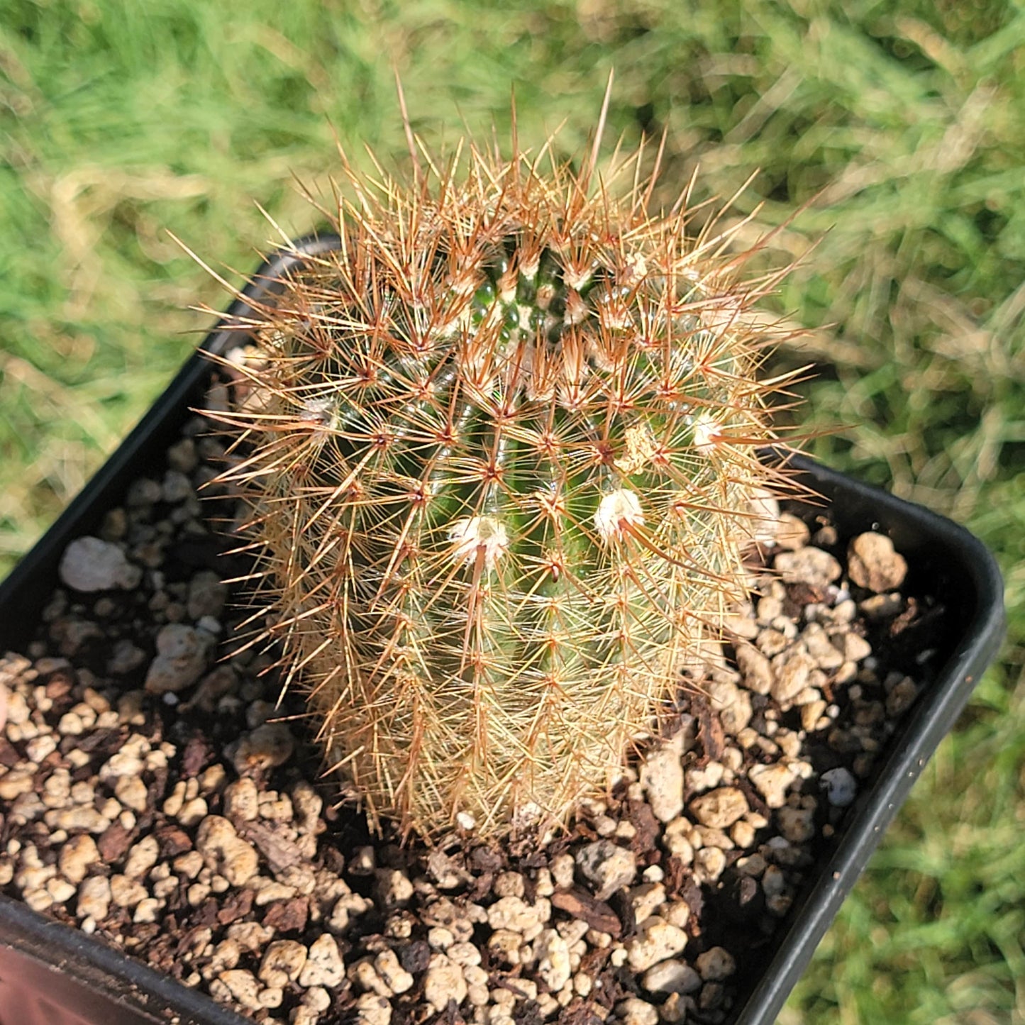 Parodia erubescens