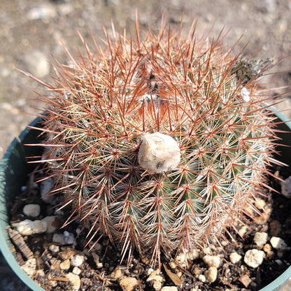 Parodia erubescens