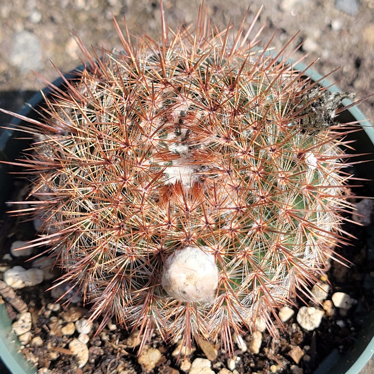 Parodia erubescens