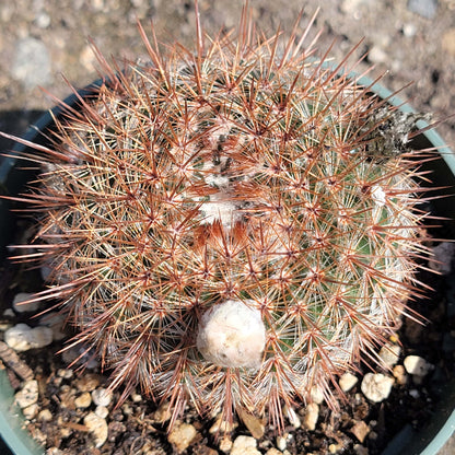 Parodia erubescens