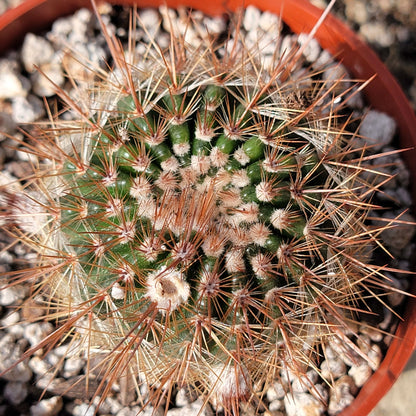 DesertScapeSucculent Succulent Parodia erubescens