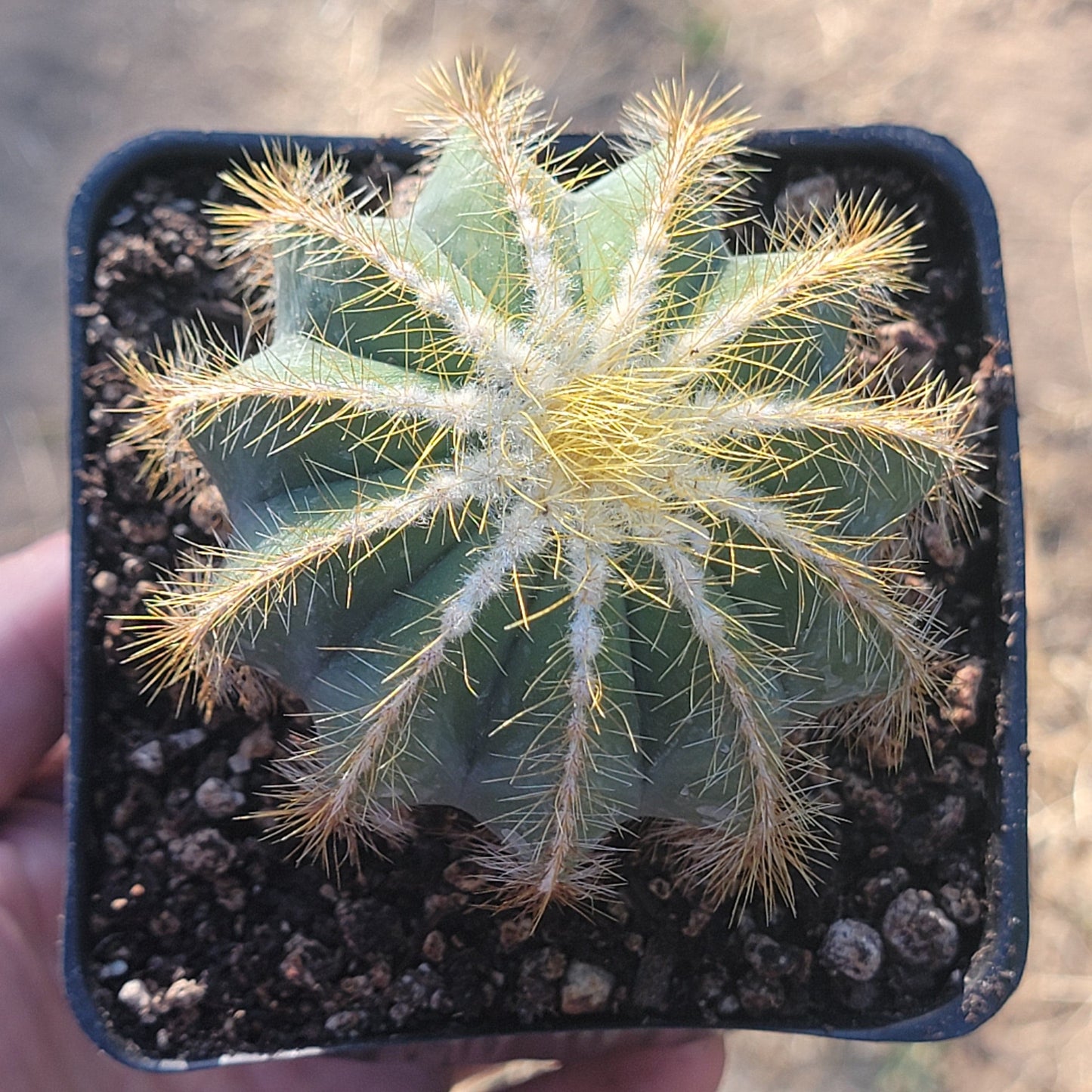 Parodia Magnifica - 'Cactus Globo'