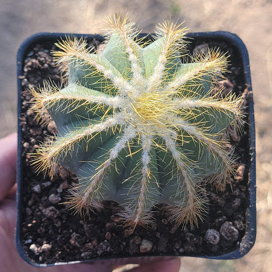 Parodia Magnifica - 'Balloon Cactus'