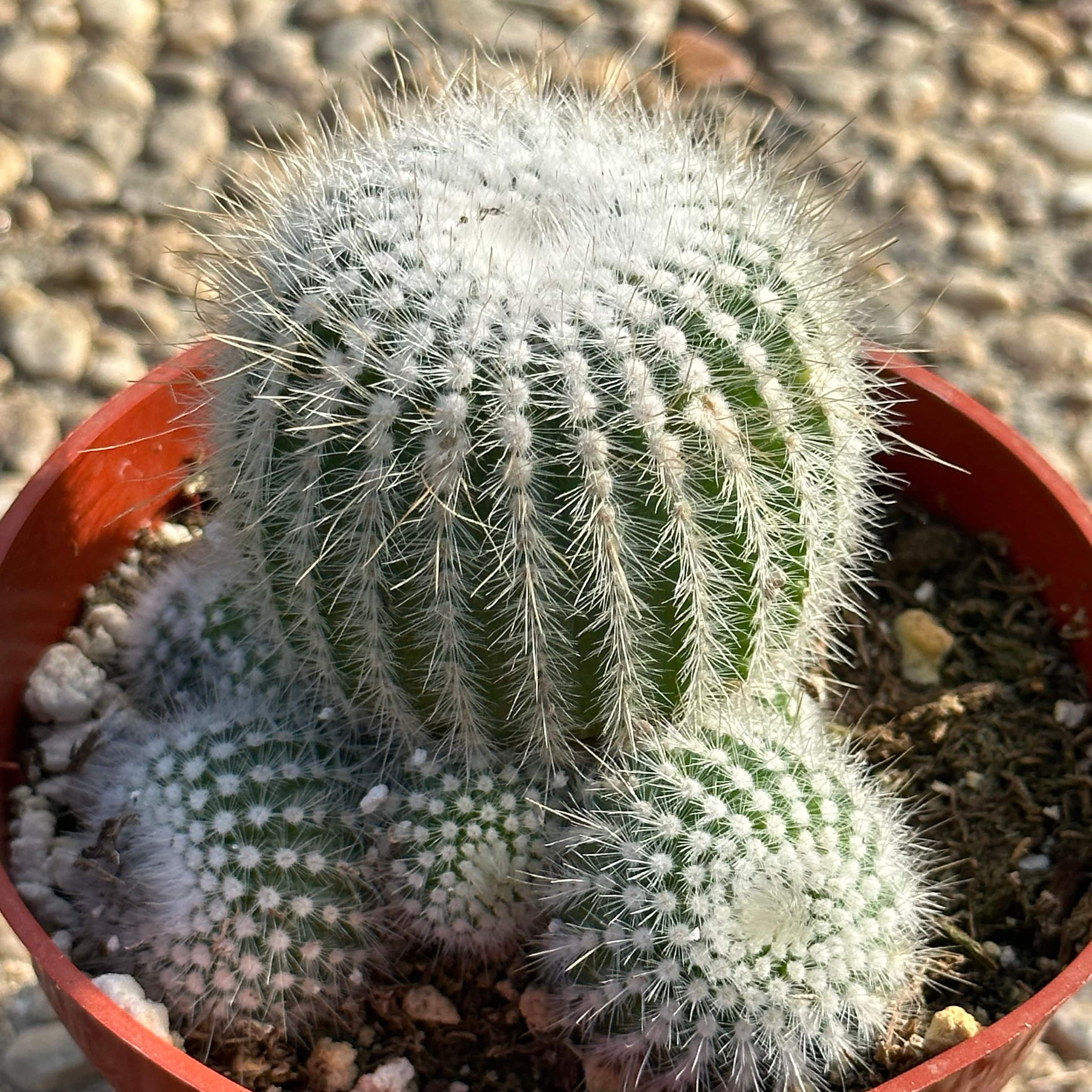 A cluster of Parodia scopa cacti, their silver spines catching the light like a constellation of tiny stars.