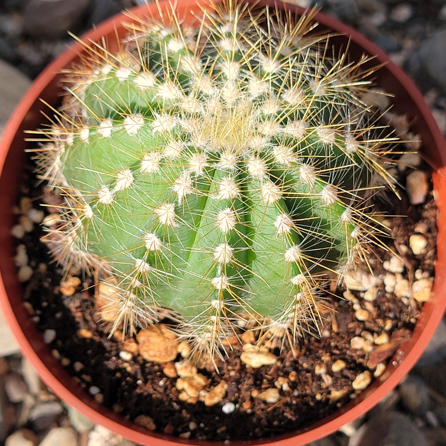 Parodia Warasii