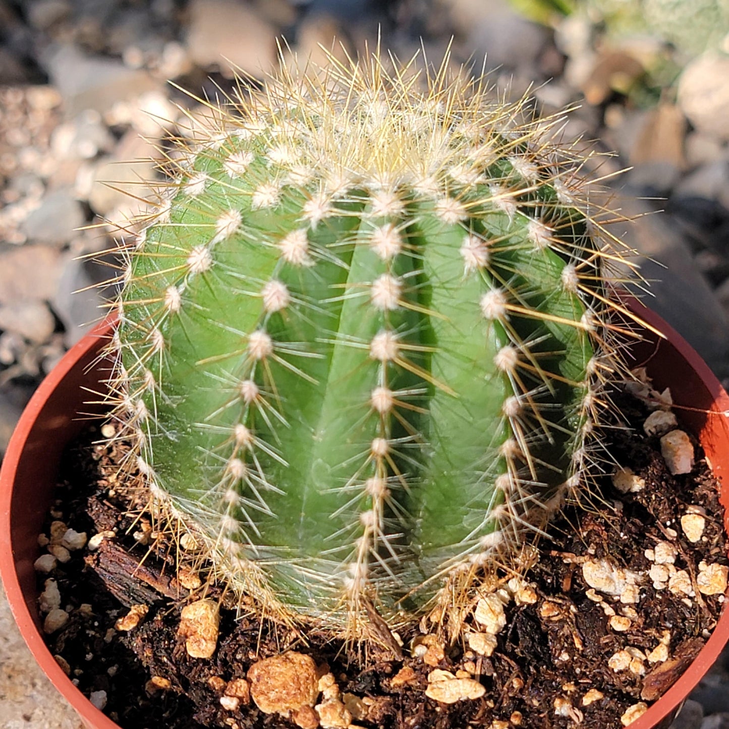 Parodia Warasii