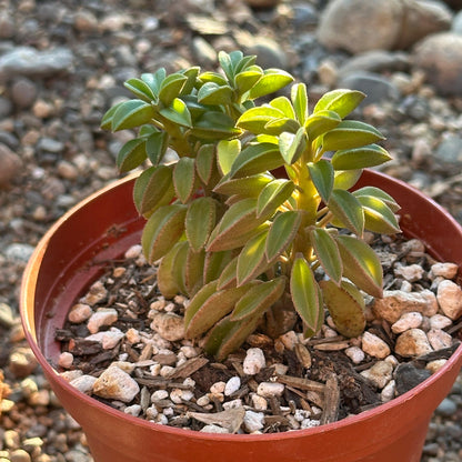 Peperomia asperula