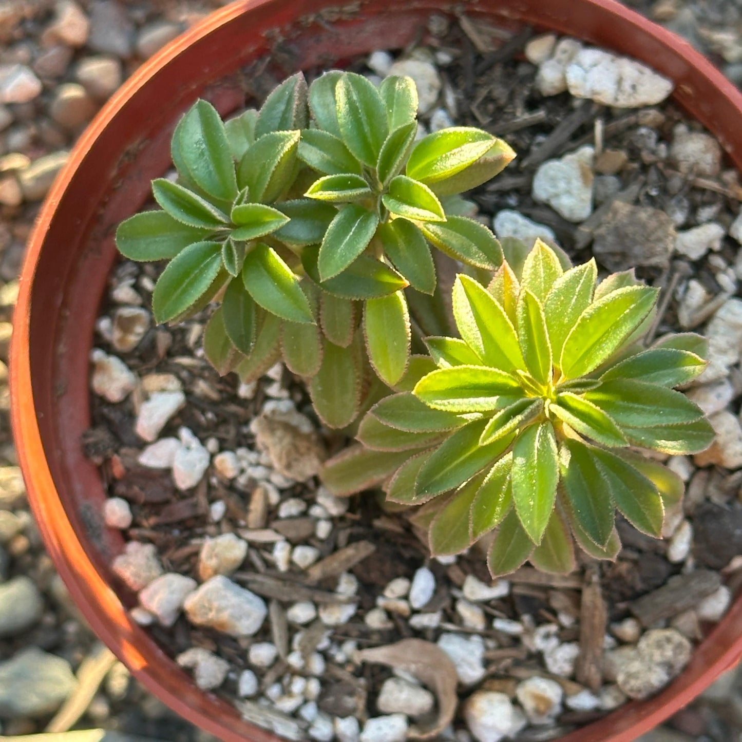 Peperomia asperula