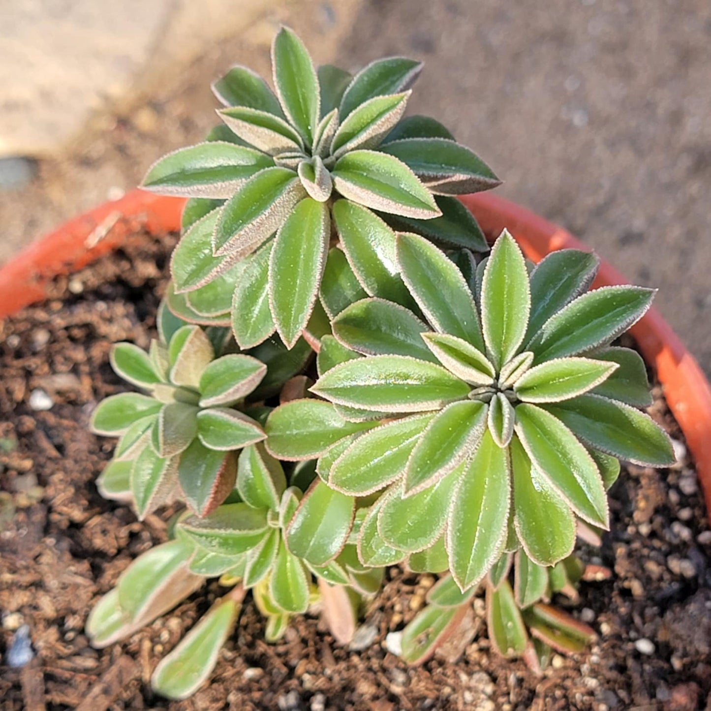 Peperomia asperula