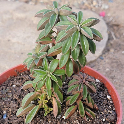 Peperomia asperula