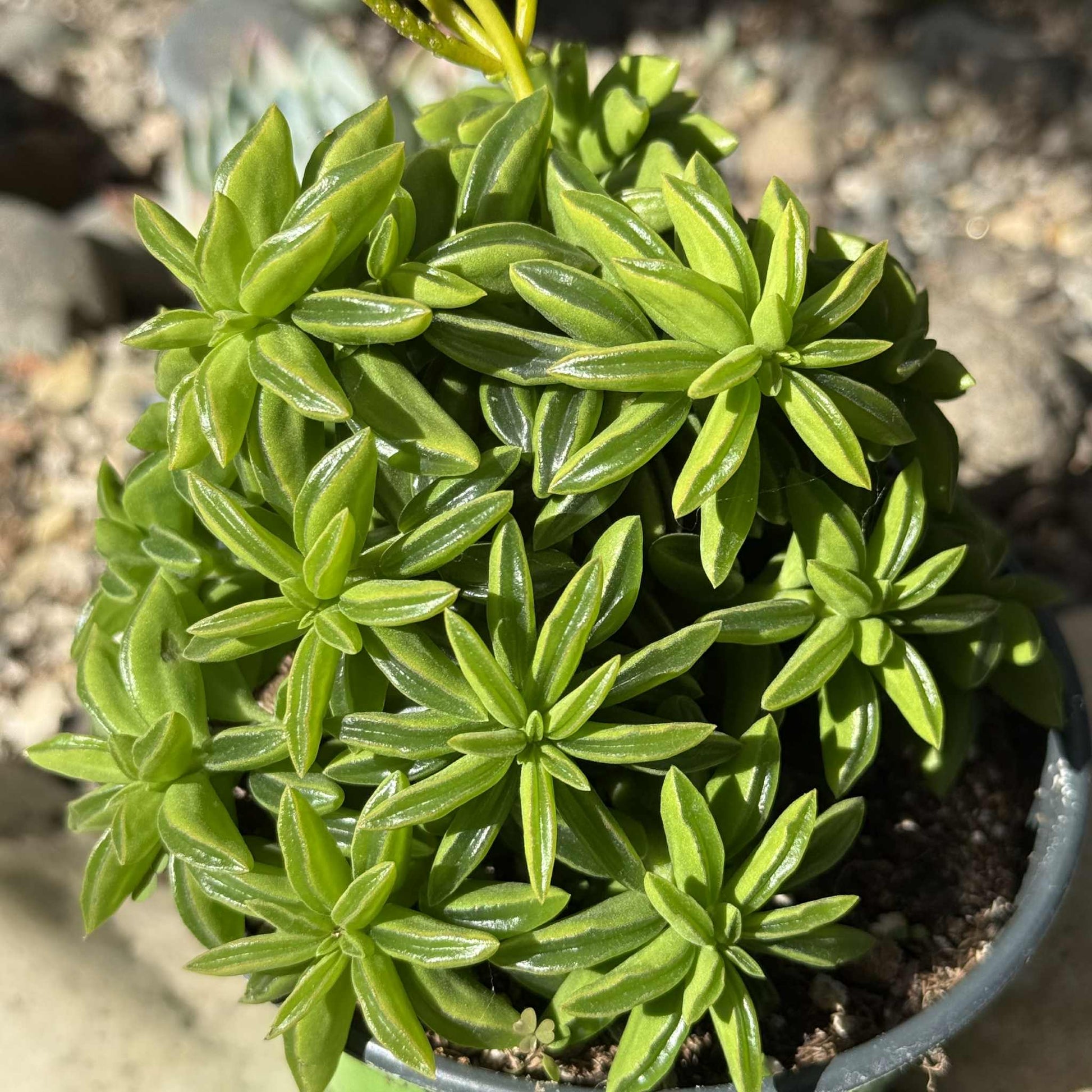 Peperomia axilaris 'Taco Leaf' - 4 Inch Assorted - Succulent - DesertScapeSucculent