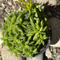 Peperomia axilaris 'Taco Leaf' - 4 Inch Assorted - Succulent - DesertScapeSucculent