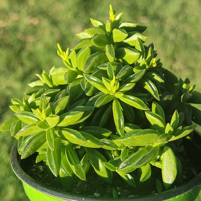 Peperomia axilaris 'Taco Leaf'