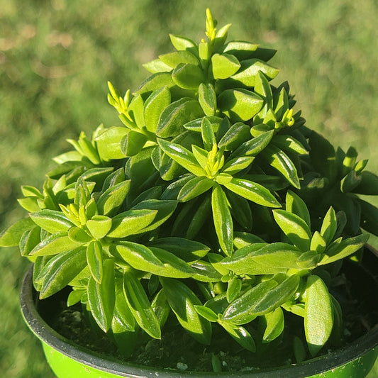 Peperomia nivalis 'Hoja de taco'