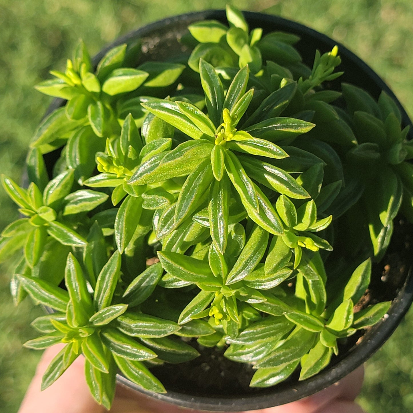 Peperomia axilaris 'Taco Leaf'