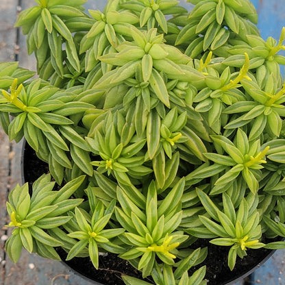 Peperomia axilaris 'Taco Leaf'