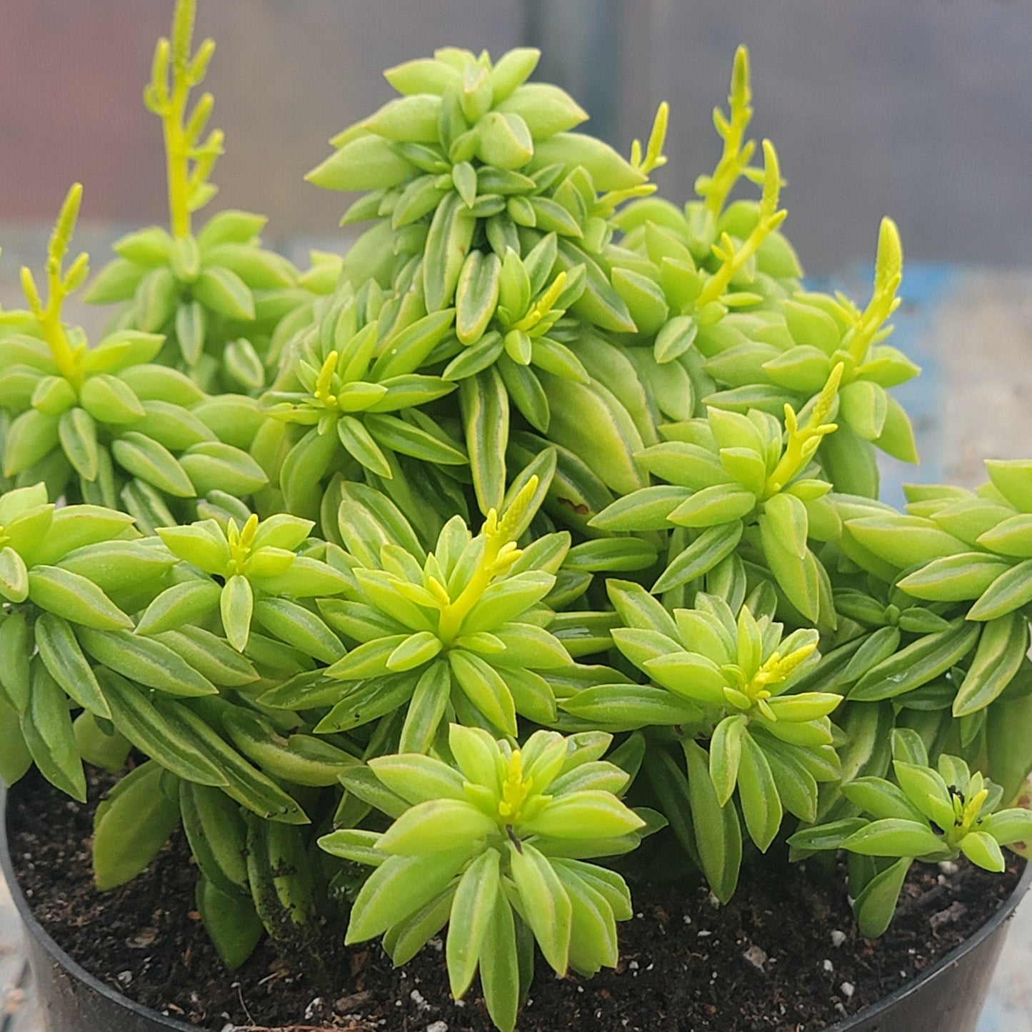 Peperomia nivalis 'Hoja de taco'