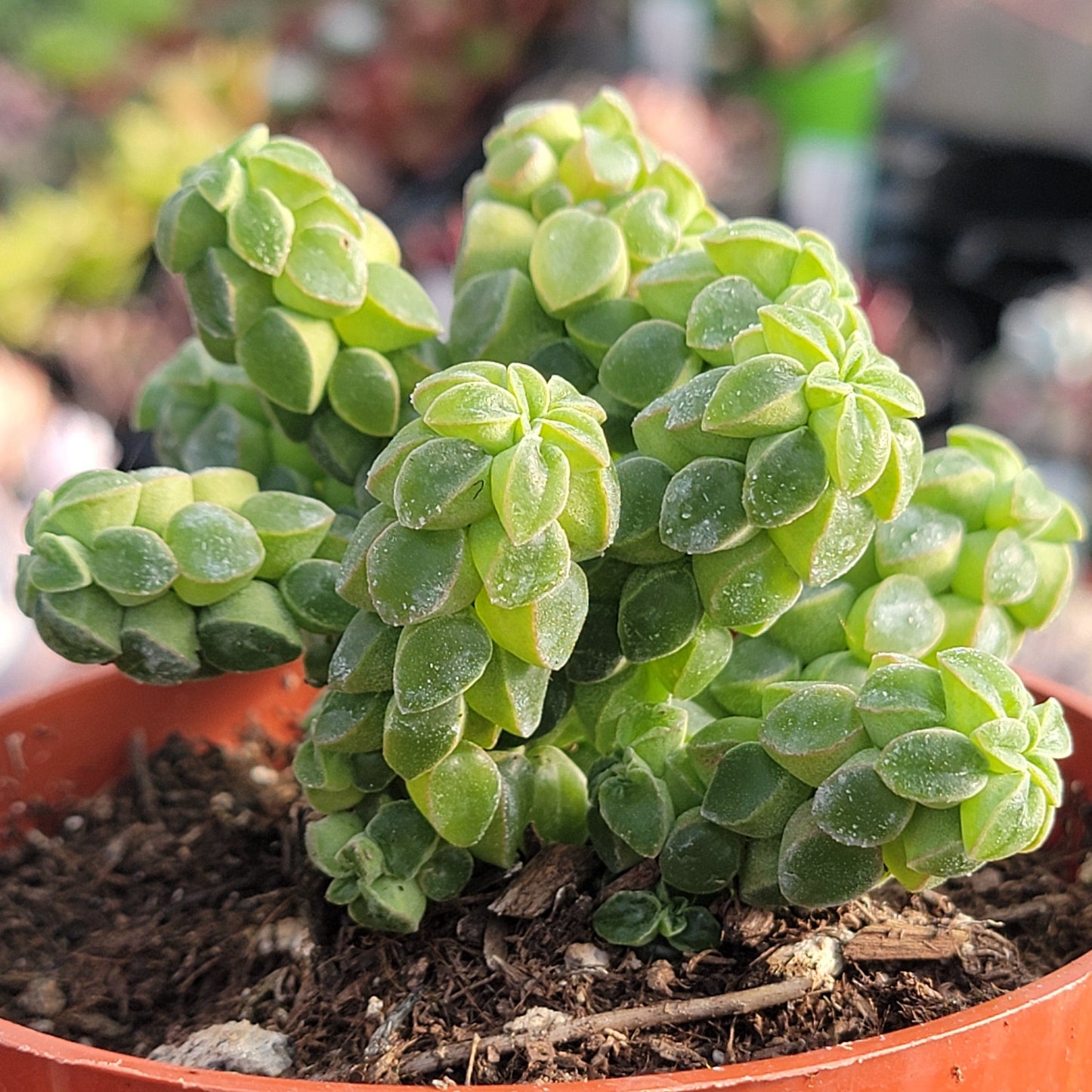 Peperomia columella