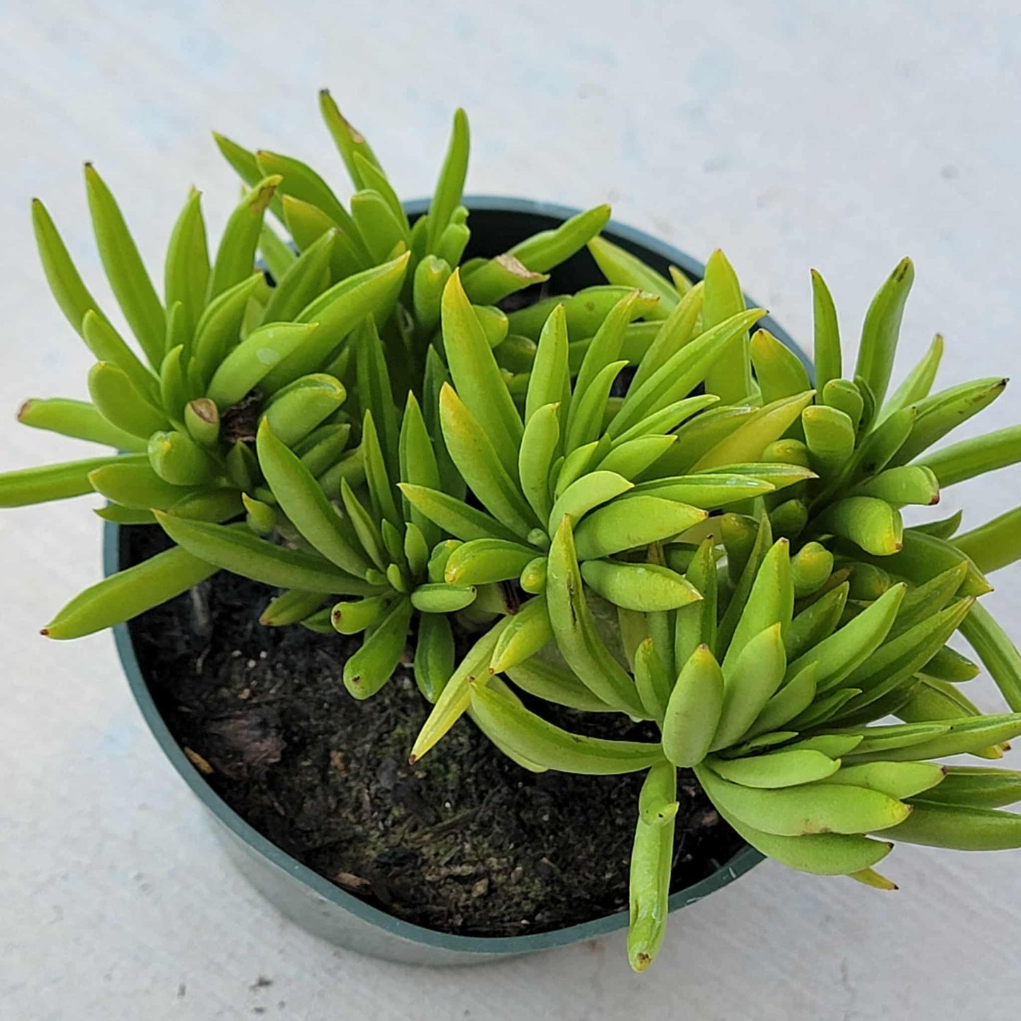 Peperomia dolabriformis 'Prayer Pepper' - 4 Inch Assorted - Succulent - DesertScapeSucculent