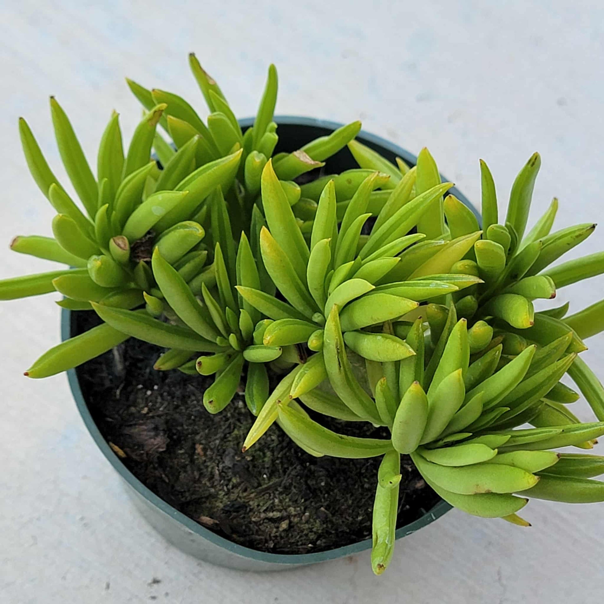 Peperomia dolabriformis 'Prayer Pepper' - 4 Inch Assorted - Succulent - DesertScapeSucculent