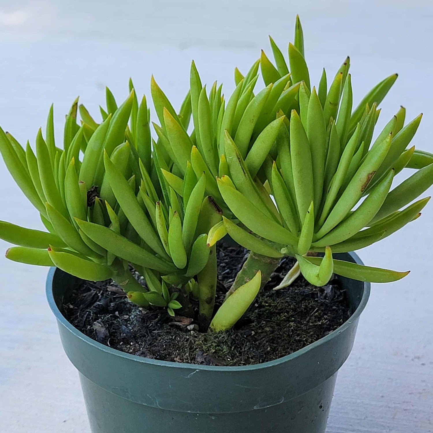 Peperomia dolabriformis 'Prayer Pepper' - 4 Inch Assorted - Succulent - DesertScapeSucculent
