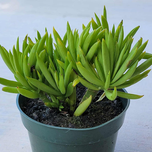 Peperomia dolabriformis 'Prayer Pepper' - 4 Inch Assorted - Succulent - DesertScapeSucculent
