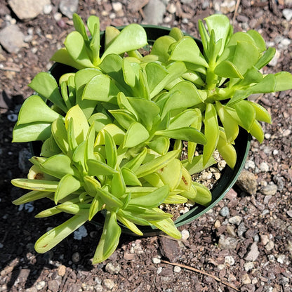 Peperomia dolabriformis 'Prayer Pepper'