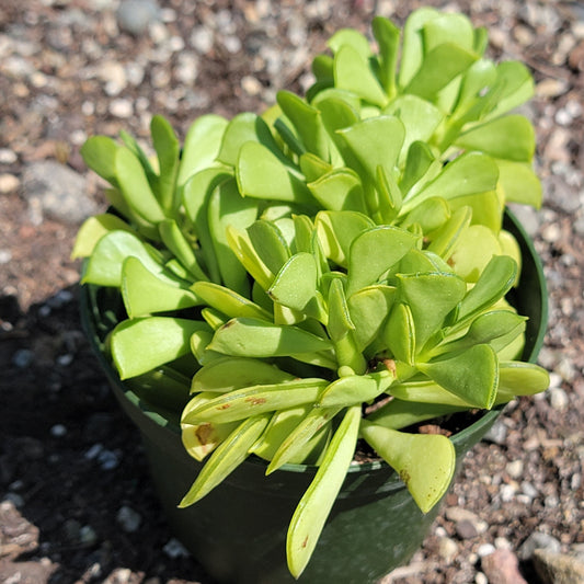 Peperomia dolabriformis 'Prayer Pepper'