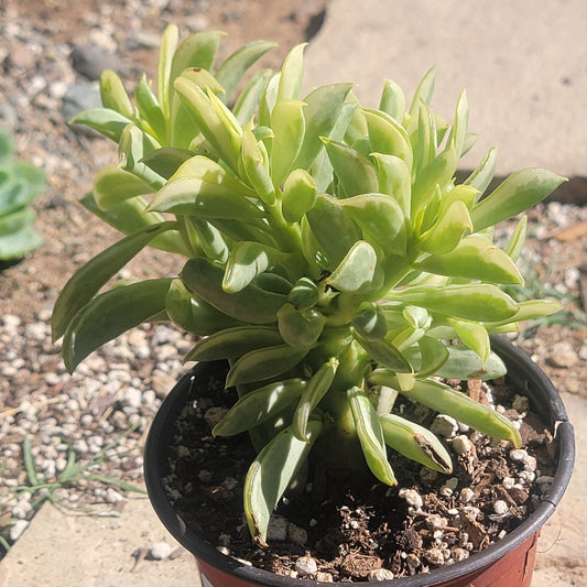 Peperomia dolabriformis 'Surfside'