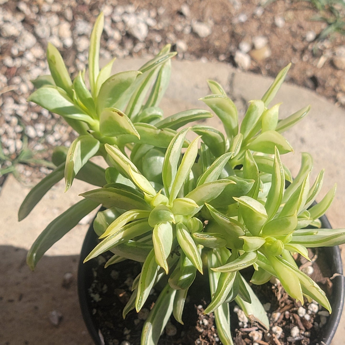 Peperomia dolabriformis 'Surfside'