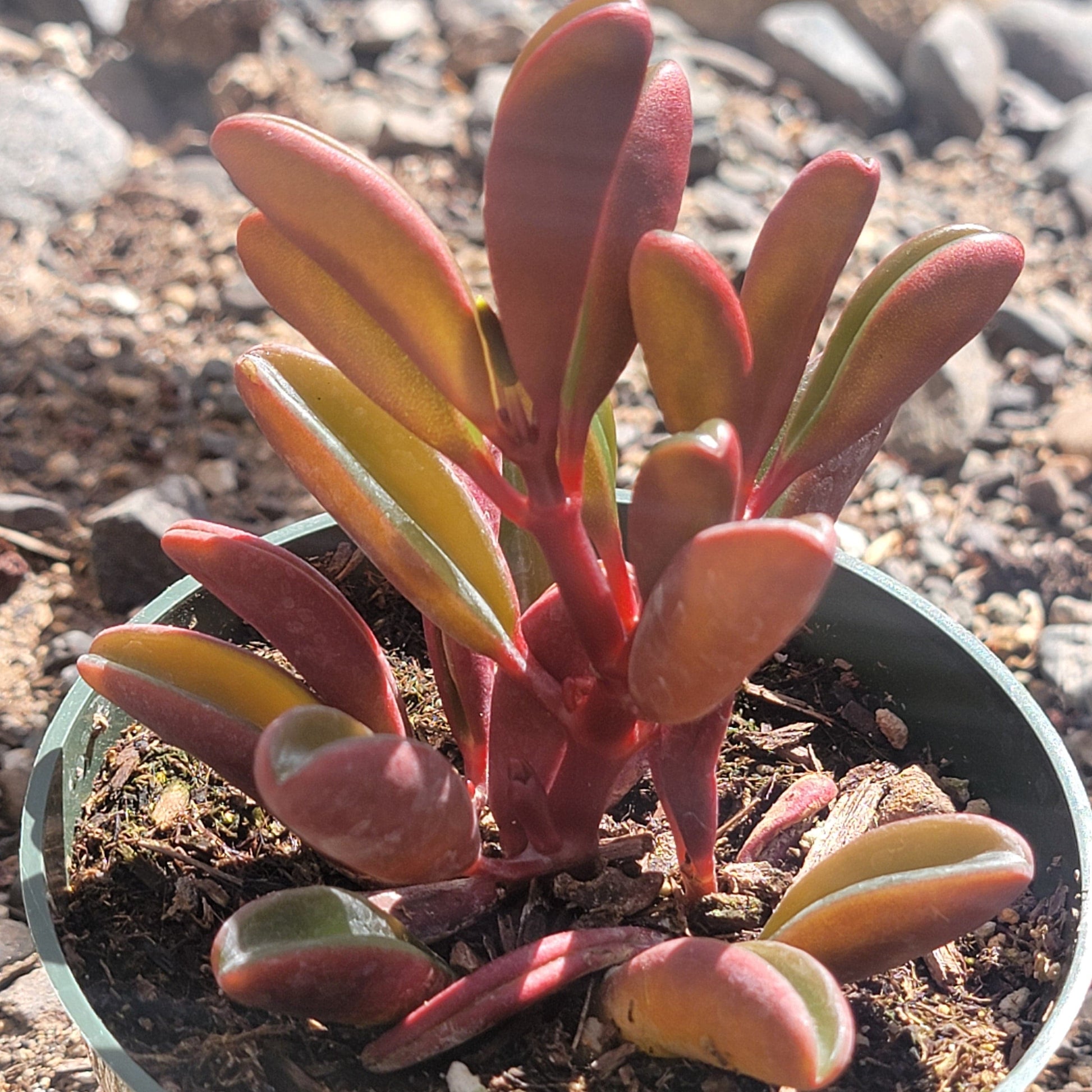 ruby glow succulent Peperomia graveolens 'Ruby Glow'