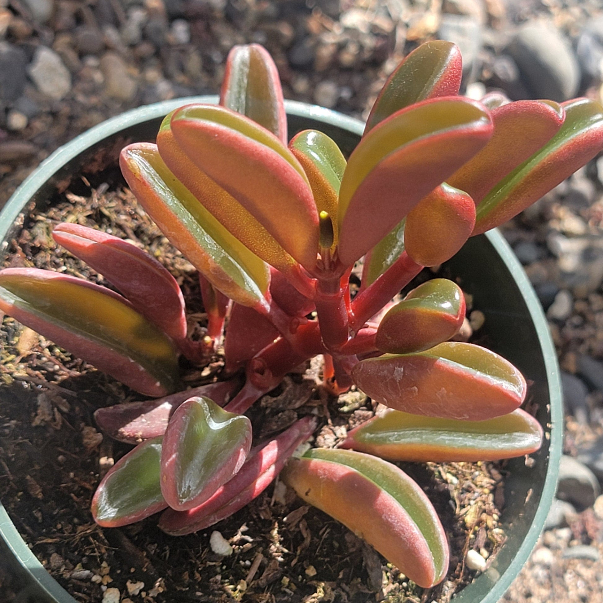 graveolens succulent Peperomia graveolens 'Ruby Glow'
