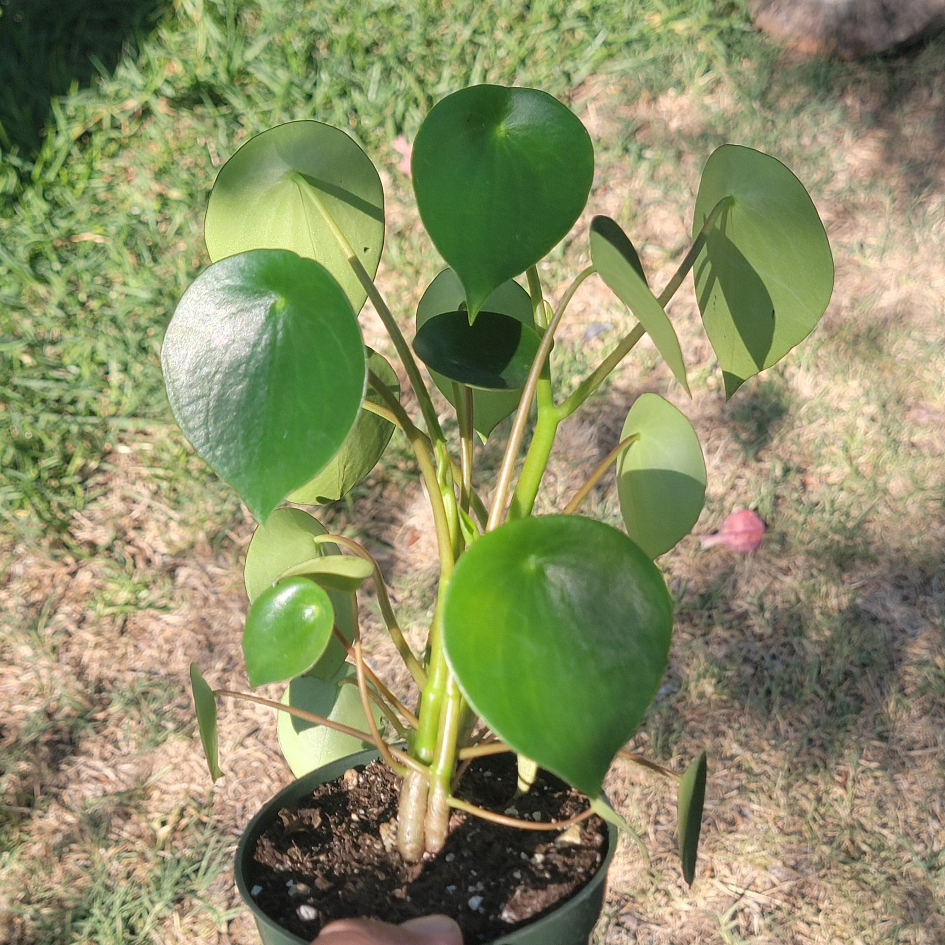 DesertScapeSucculent Succulent Single 4" Peperomia 'Owl Eye' 'Raindrops'